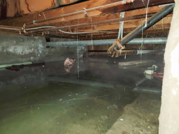 Best Water damage contractors near me  in Chattahoochee, FL
